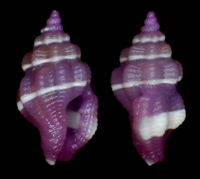 The shell of Hemilienardia appears to vary considerably within species, both in color and surface texture. Credit: unknown