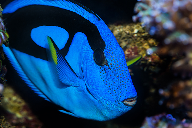 Many novice aquarists may be unaware that their cute little Dory might turn into a large ebullient fish that needs plenty of swimming room