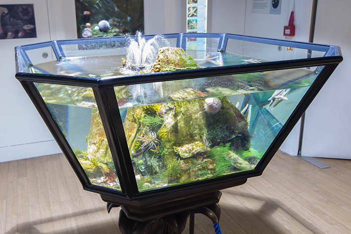 A recreation of one of Gosse’s aquariums, populated with UK native species. Photo by Richard Aspinall.