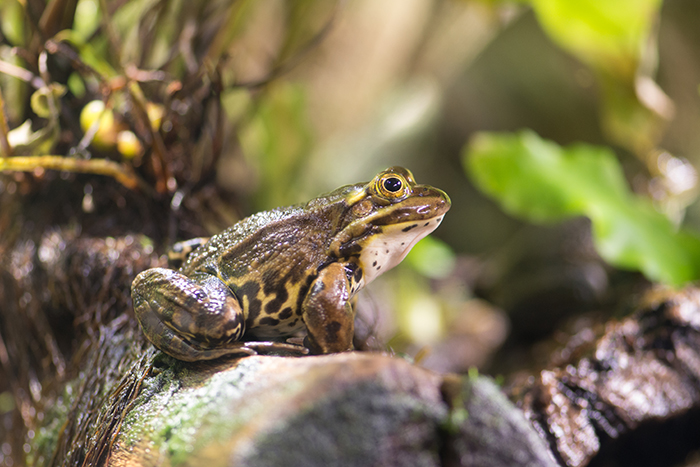 Pool frog. Photo by Richard Aspinall.