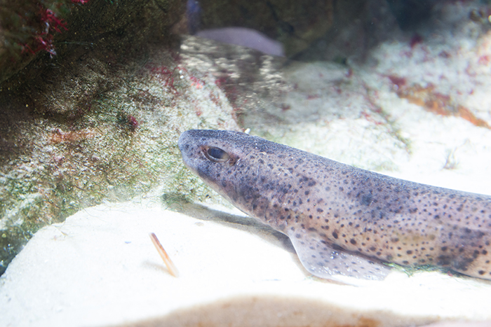 A Lesser Spotted Dogfish (Scyliorhinius canicula) rests up behind thick acrylic making the image a little blurry. Photo by Richard Aspinall.