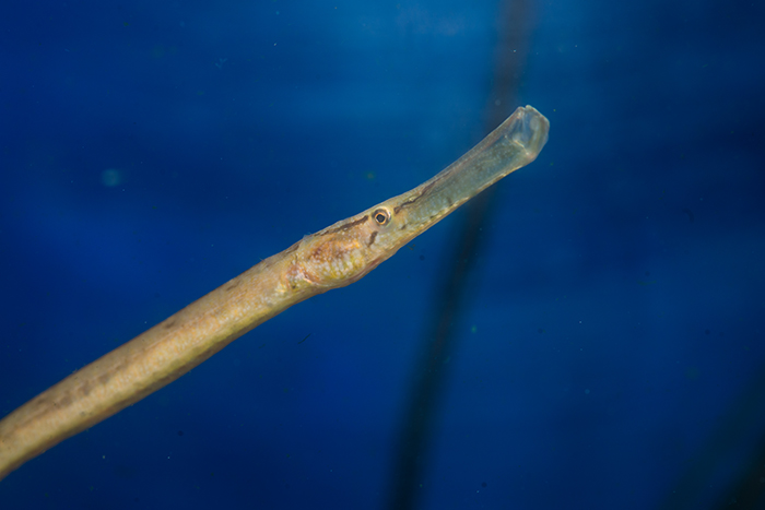 Deep snouted pipefish (Syngnathus typhle) in quarantine ready to be released into the British Seashore exhibit. Photo by Richard Aspinall.