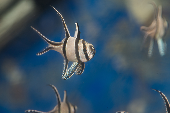 Banggai’s raised at the ZSL aquarium, in QT. Photo by Richard Aspinall.