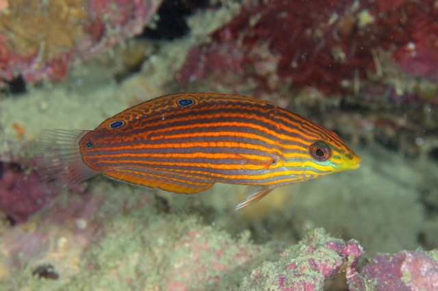 A female "Hemiulis" cf chlorocephalus, illustrating the striped appearance common to so many of these fishes. Credit: ベラ職人