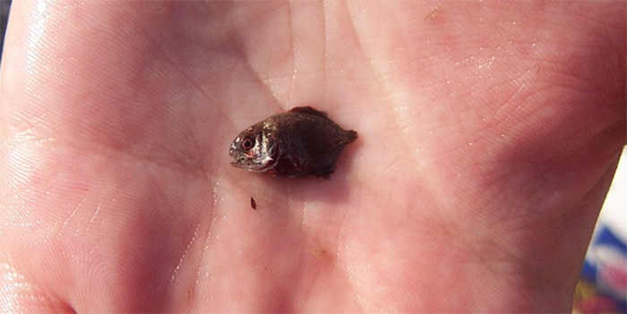 Trachinotus falcatus, permit (small juvenile).
