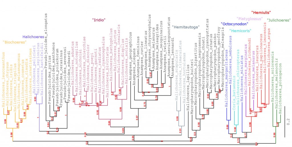 Phylogenetic tree of julidiine wrasses based on cytochrome oxidase 1 (genbank). Note that most of the basal branches are poorly resolved in this study, indicating a need for more diverse sampling to fully understand how the different ex-Halichoeres are truly related to one another. Click to enlarge.