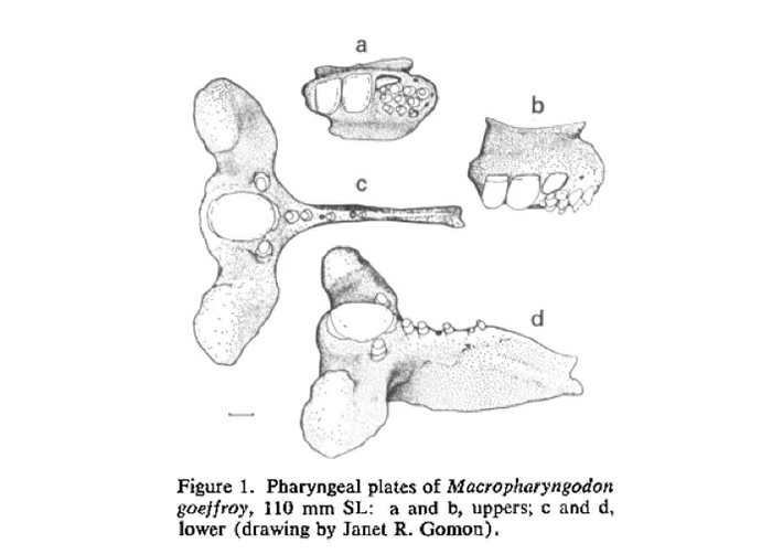 A diagram showing the molariform pharyngeal tooth on the pharyngeal plates of Macropharyngodon (Randall, 1978).