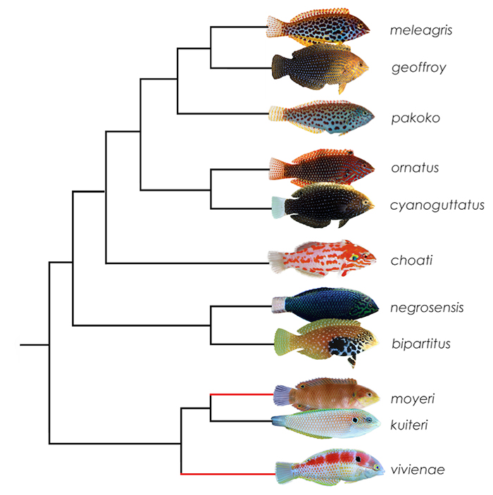 Phylogeny of Macropharyngodon (Trottin et al., 2014) based on CO1, 12S and 16S rRNA mitochondrial sequences. The study does not include moyeri and vivienae, but the two (in red) are predicted to share a clade with kuiteri. Photos by meleagris, pakoko, ornatus: Jeffrey T. Williams; geoffroy, cyanoguttatus, bipartitus: John E. Randall; choati: Hiroyuki Tanaka; moyeri: BSKU, Kochi University and negrosensis, kuiteri, vivienae: Lemon TYK.