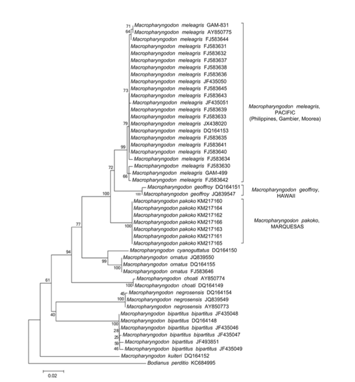 CO1, 12S and 16S rRNA mitochrondrial sequences showing the genetic differences in meleagris, pakoko and geoffroy against the other members of Macropharyngodon. Note the position of pakoko basal to meleagris (Trottin et. al, 2014).