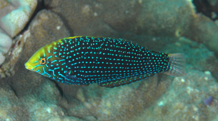 Female Macropharyngodon cyanoguttatus. Note the lineated spot pattern. Photo by Fishwise Pro.