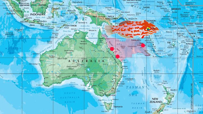 Macropharyngodon choati is endemic to a narrow strip along the East Australian coastline, primarily in the Great Barrier Reef, east to Elizabeth’s Reef and New Caledonia. Photo by choati: Hiroyuki Tanaka.
