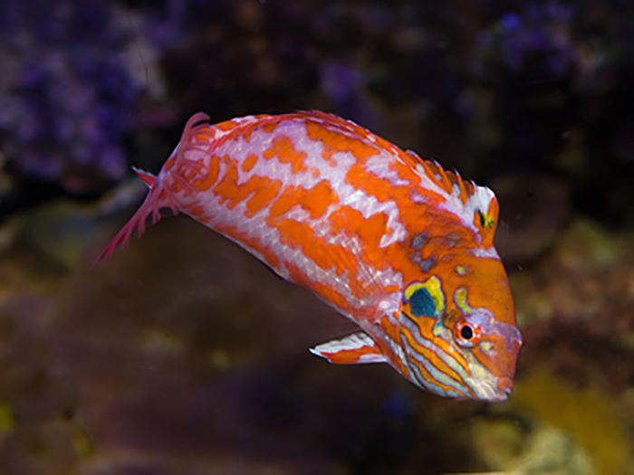 A male M. choati. Note the extensive orange pattern, the blue humeral spot and the lightly tinted cheeks. Photo by Ameblo.