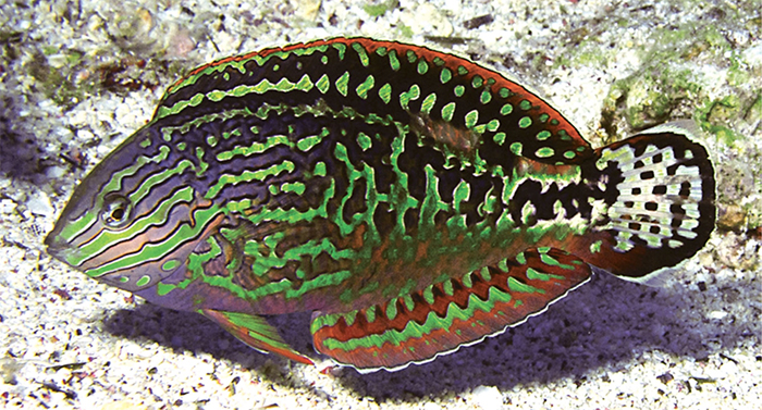 M. marisrubri. Note the apparent difference in spot pattern on the body. Photo by John E. Randall.