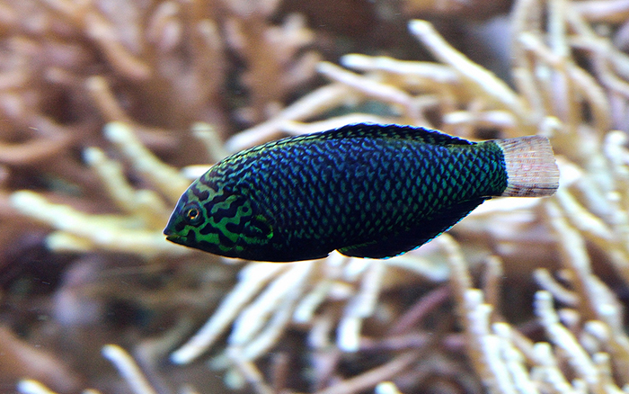A female M. negrosensis. Note the dark body coloration. Photo by Lemon TYK.