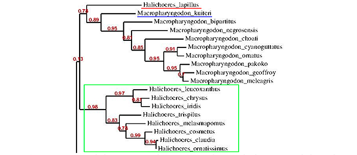 A more extensive phylogenetic tree showing Macropharyngodon being sister clades to the Halichoeres iridis and melasmapomus groups (in green). Note the basal position of the kuiteri group (in blue), and lapillus as the basalmost branch (in red). Phylogenetic tree was constructed using genbank data.
