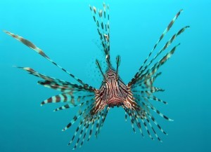 lionfish - reefs