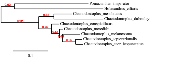 ML tree from available cytochrome b mitochondrial DNA.