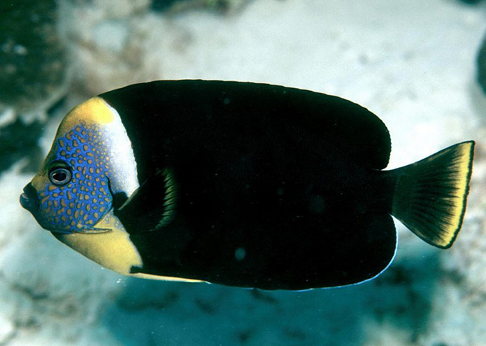 The black caudal fin on this meredithi raises some questions… Photo by unknown.