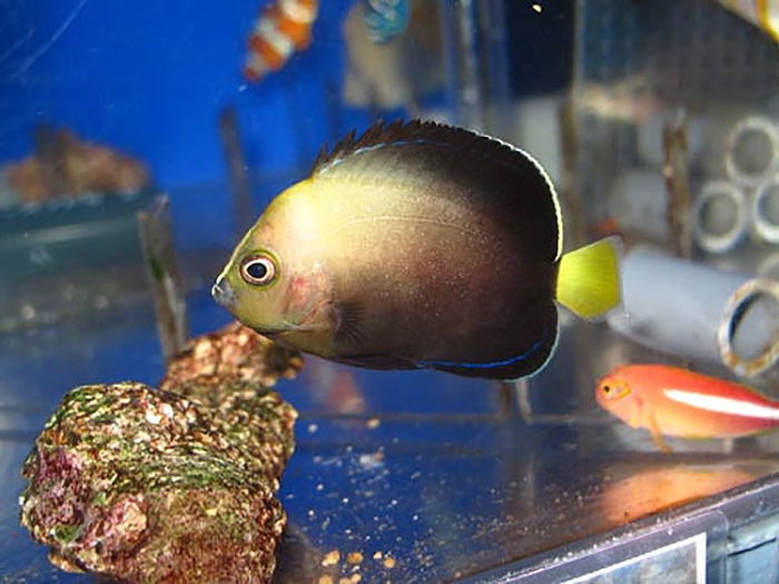 Note the septentrionalis-like yellow caudal fin and the melanosoma-like coloration of the body in this juvenile “caeruleopunctatus”. Photo by Vessel.