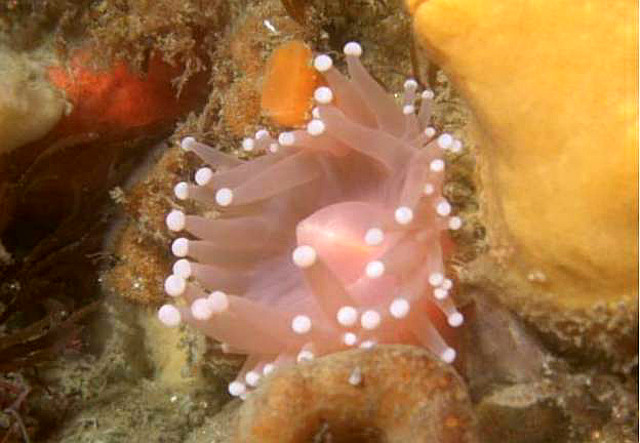 Corallimorphus profundus. Credit Reimann-Zürneck & Iken 2003