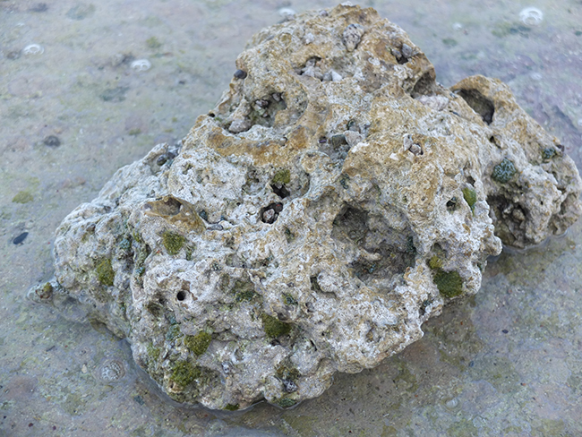 a piece of reef thrown onto the shoreline by a powerful storm