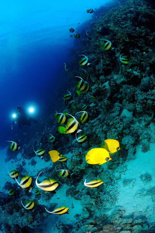 Shoaling with bannerfish