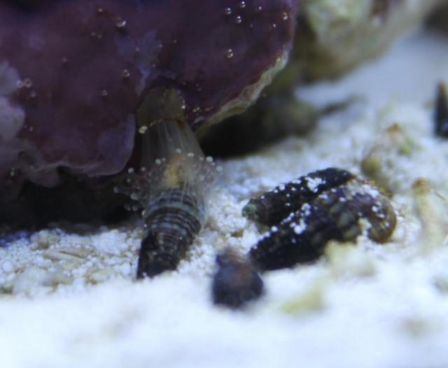 Corallimorphids are capable of causing some mischief in the reef aquarium. Credit: gagonzalez