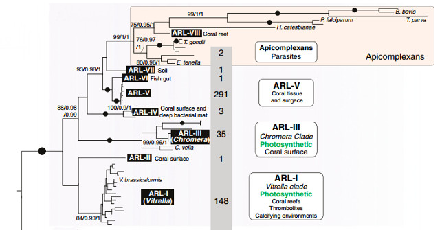 Phylogenetic tree illustrating the many undiscovered clades of chromerids found in environmental genetic samples. ARL-VIII is likely to be Gemmocystis cylindrus, a known parasite of Montastraea cavernosa. The sister group to this clade, not shown in this illustration, are the dinoflagellates. Modified from Janouškovec et al 2013