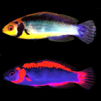 Monday Archives: Fluorescent Fairy Wrasses
