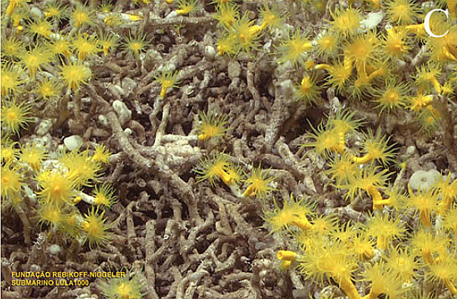 A yellow reef-forming Eguchipsammia species from the Azores. Credit: Tempera et al 2014