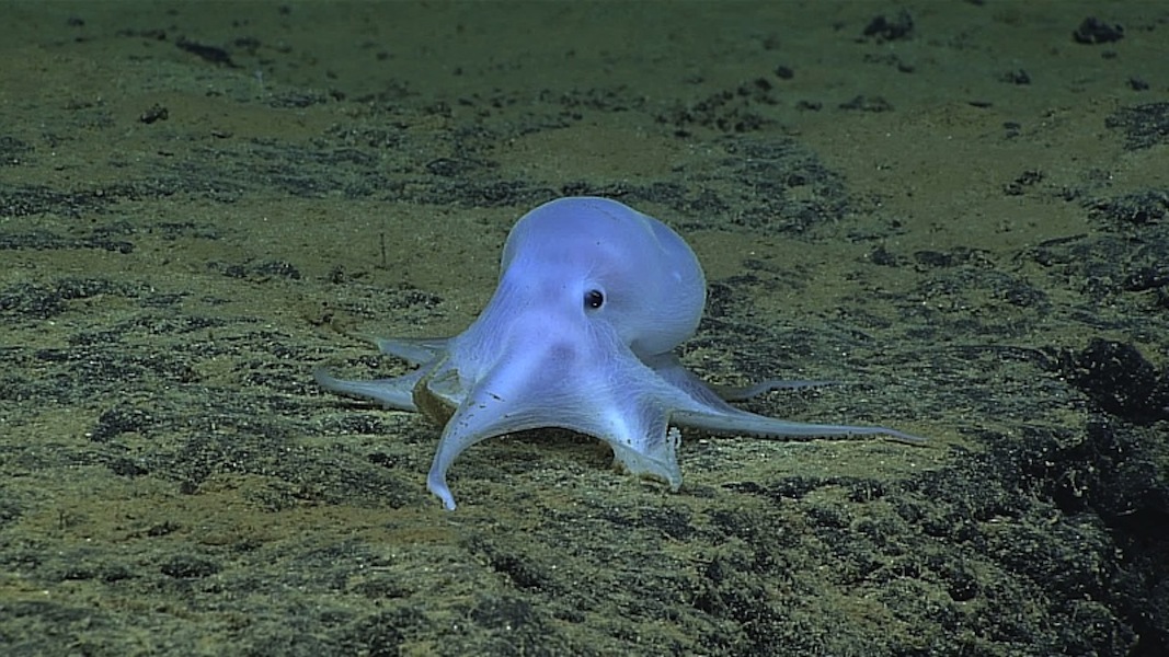 ghost-octopus