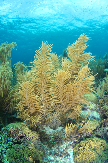 gorgonian scene - reefs