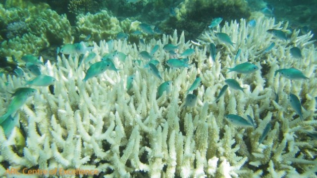 great barrier reef bleached - reefs