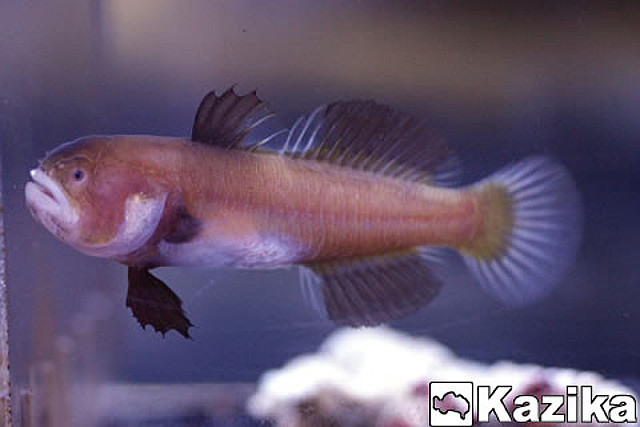 The pale lips and dark fins of this aquarium specimen are unusual. Credit: Kazika