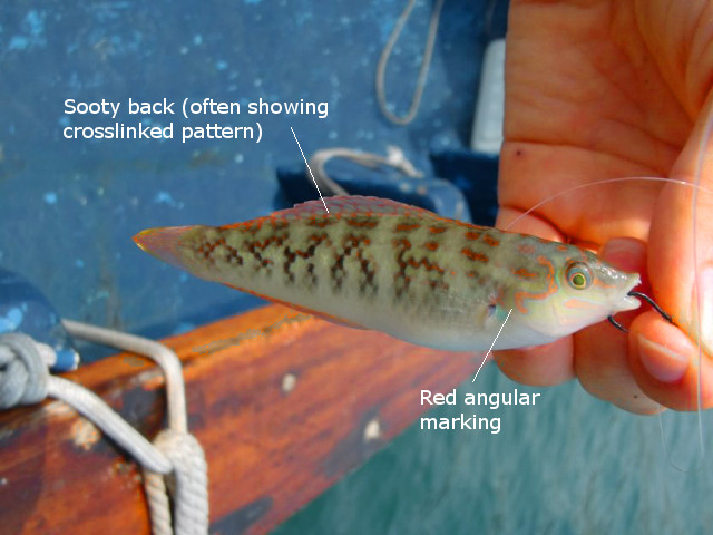 These are said to be the most abundant wrasse in weedy coastal habitats of Hong Kong. Credit: 釣り太郎