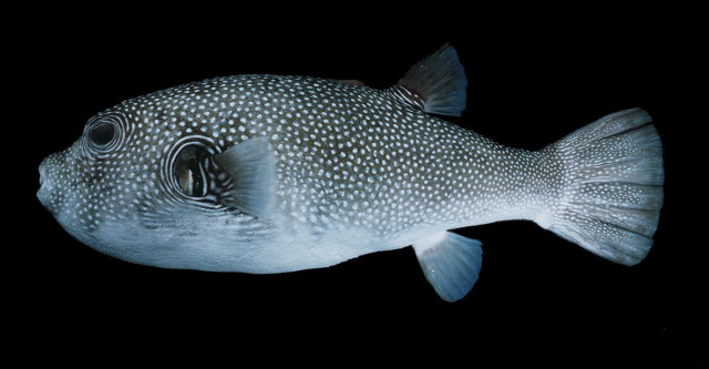 The Red Sea variation of A. hispidus is distinct in its patterning. Note the white spots on a grey background. Credit: John Randall