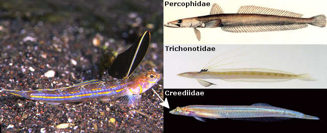 Molecular data says signalfishes are sister to the sandburrowers, Family Creediidae.