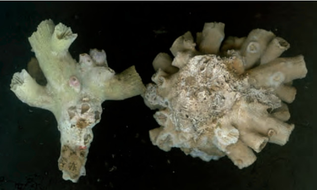 Note the difference in colony shape here. Credit: Ocaña et al 2015