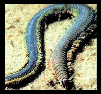 bristleworms 3 - reefs