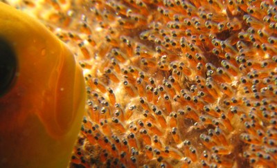 clownfish eggs - reefs