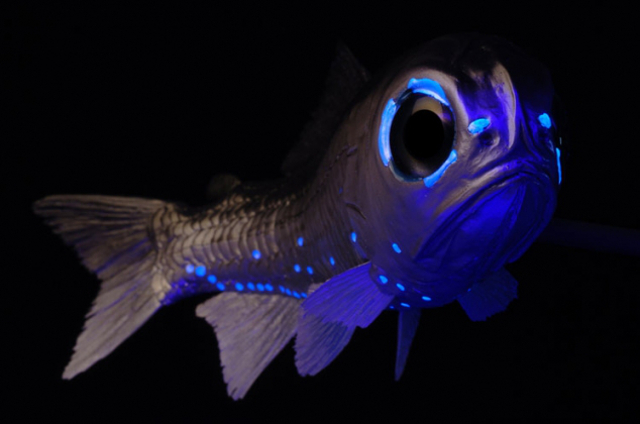 A model of the Headlightfish Diaphus rafinesquii, a type of Lanternfish. Credit: Museo de Ciencias Naturales Senckenberg