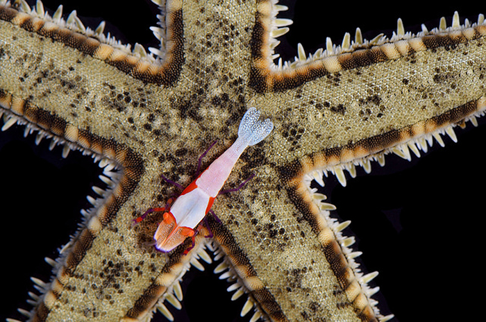 Macro photography is a great way to capture minute details in small subjects, such as this emperor shrimp on a starfish. Photo by Lemon TYK.