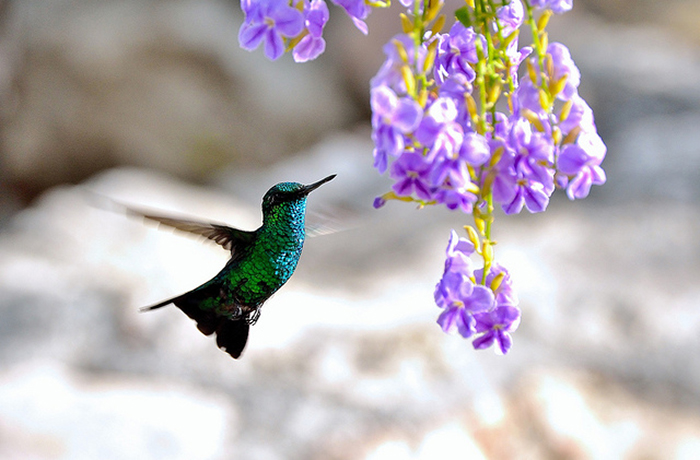 Unfortunately, 1/500 was not enough to freeze the wing beats of this hummingbird in flight. Photo by Lemon TYK.