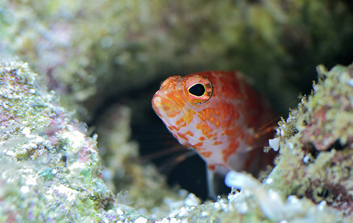 Flash can be useful when illuminating subjects that are hiding in dark places, such as this Plectranthias inermis in his cave. Photo by Lemon TYK.