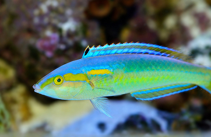 The iridescence seen in this Pseudojuloides xanthomos was a result of camera flash. Photo by Lemon TYK.