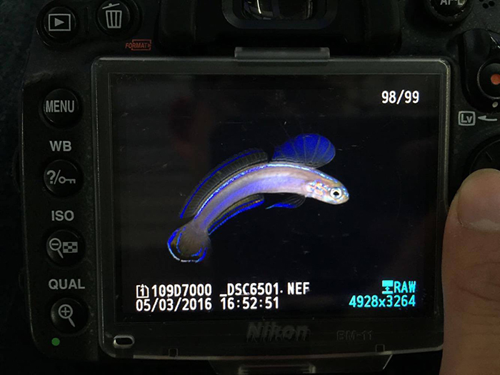 Here’s what the shot looked like straight out of the camera’s LCD screen. Notice the blue accents on the fish not seen in person. This is a result of camera flash accentuating the iridescence. Photo by Lemon TYK.
