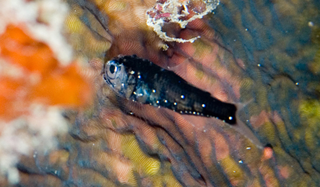 Benthosema lanternfish seen along a reef in Palau. Credit: manboon