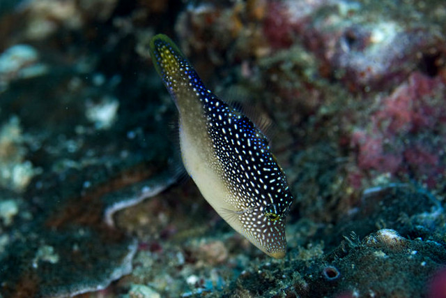 The Andaman Mimic Filefish. Credit: Unipara