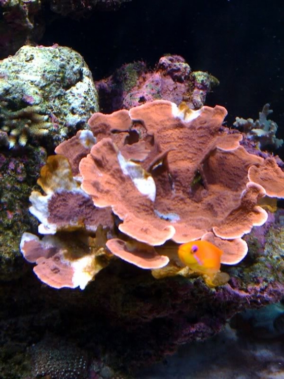 montipora-eating nudibranch 2 - reefs