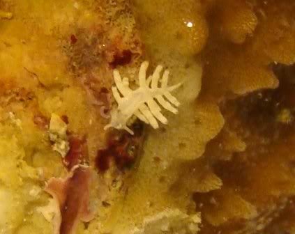 montipora-eating nudibranch - reefs